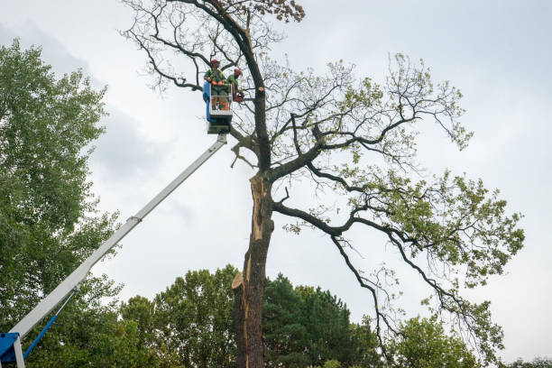 Best Tree Clearing Services  in Pleasant Grove, UT